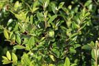 Japanische Stechpalme 'Evergreen' - Ilex maximowicziana 'Evergreen'