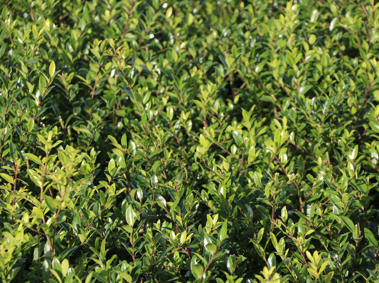 Japanische Stechpalme 'Evergreen' - Ilex maximowicziana 'Evergreen'