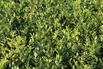Japanische Stechpalme 'Evergreen' - Ilex maximowicziana 'Evergreen'
