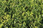 Japanische Stechpalme 'Evergreen' - Ilex maximowicziana 'Evergreen'