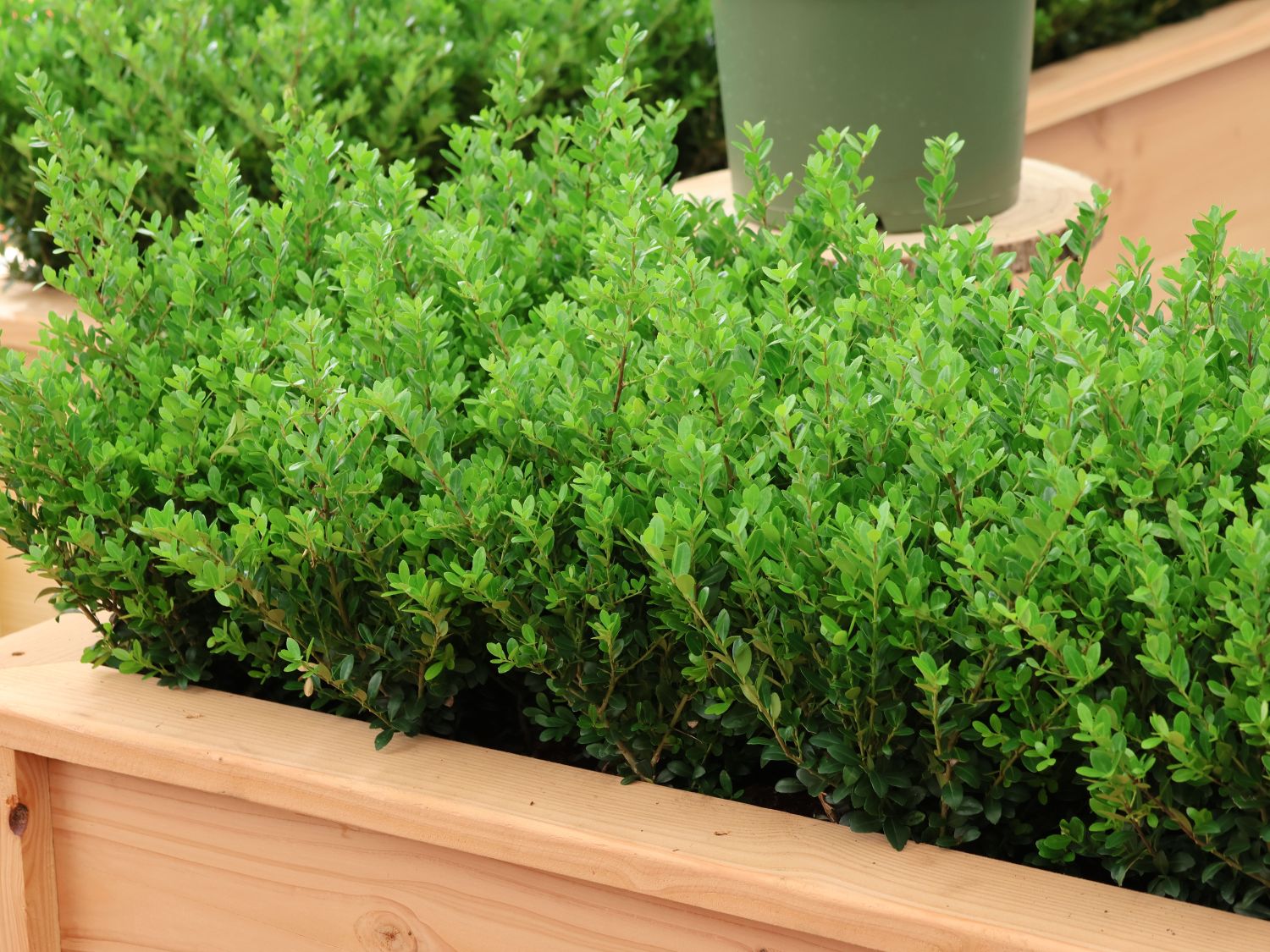 Japanische Stechpalme 'Jenny'