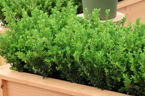 Japanische Stechpalme 'Jenny' - Ilex crenata 'Jenny'