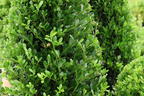 Japanische Stechpalme 'Jenny' - Ilex crenata 'Jenny'