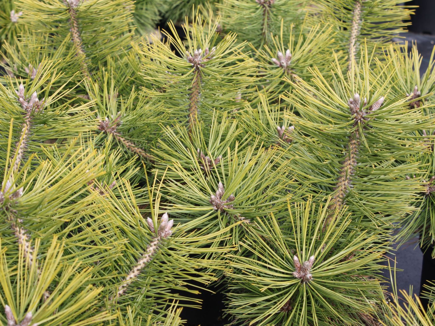 Japanische Strauchkiefer 'Jane Kluis'