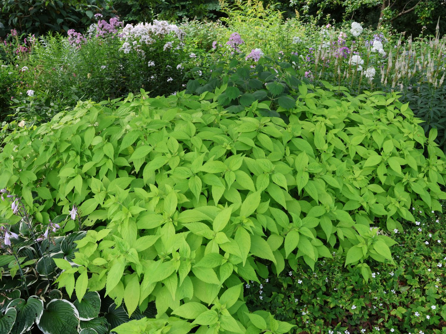 Japanische Strauchminze 'Golden Angel'