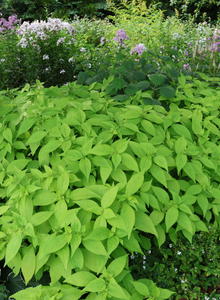 Leucosceptrum (Leucosceptrum)