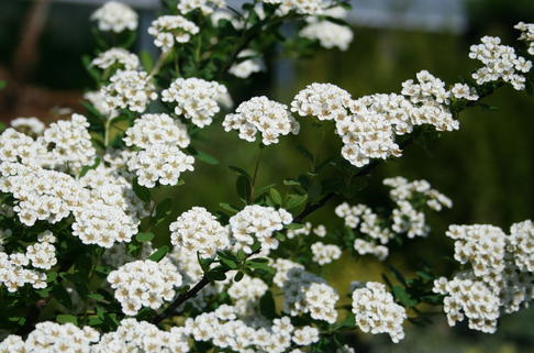Japanische Strauchspiere - Spiraea nipponica
