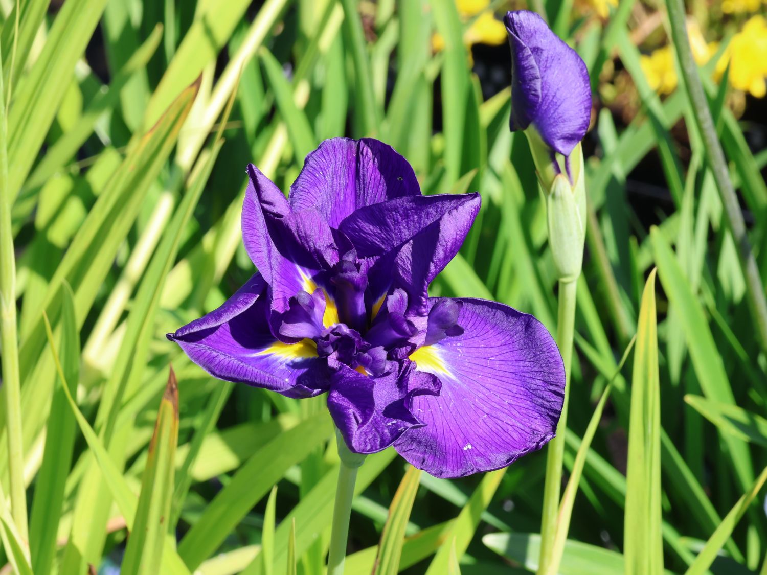 Japanische Sumpf-Schwertlilie 'Crystal Halo'