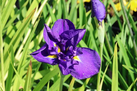 Japanische Sumpf-Schwertlilie 'Crystal Halo' - Iris ensata 'Crystal Halo'