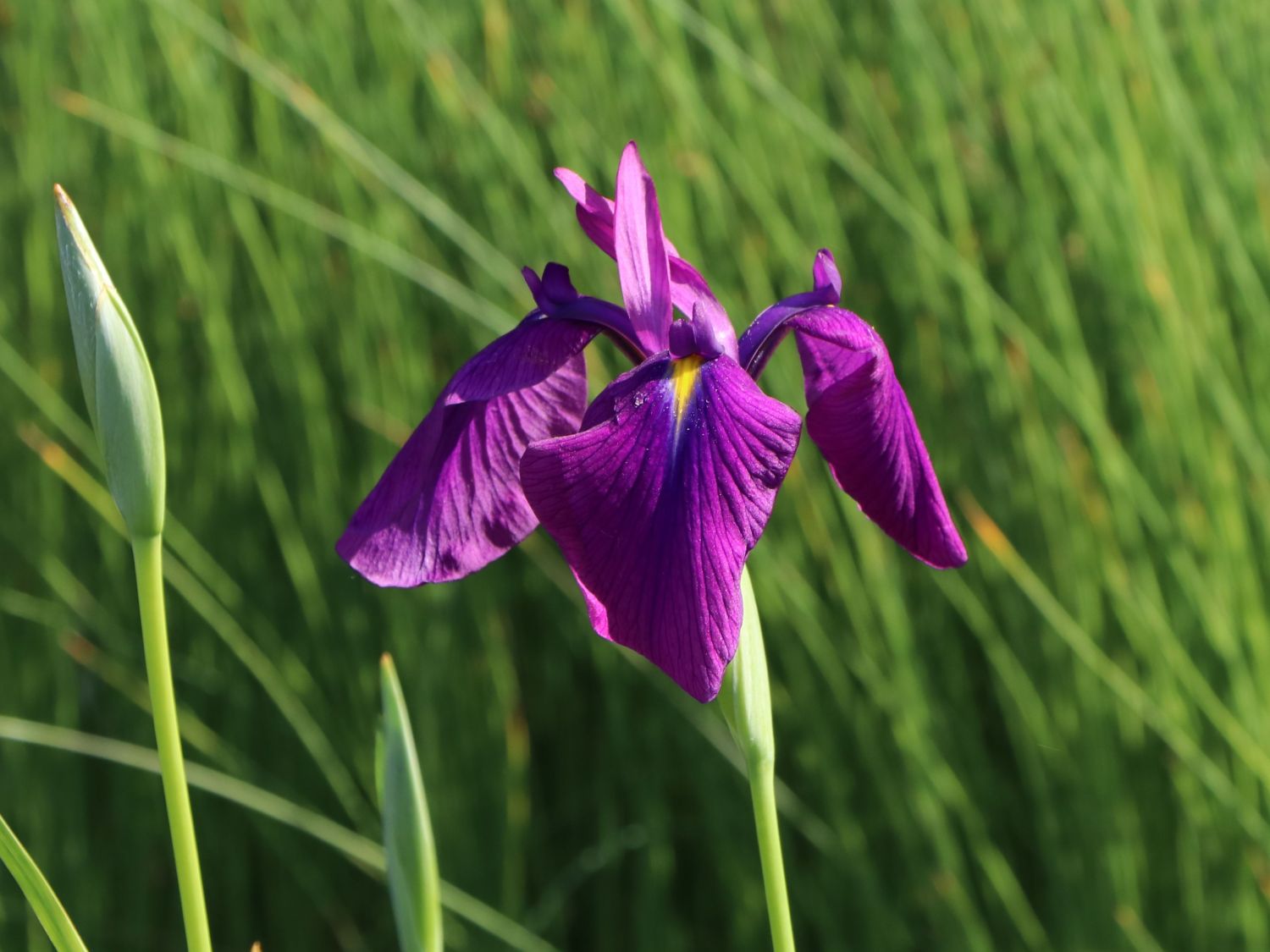 Japanische Sumpf-Schwertlilie