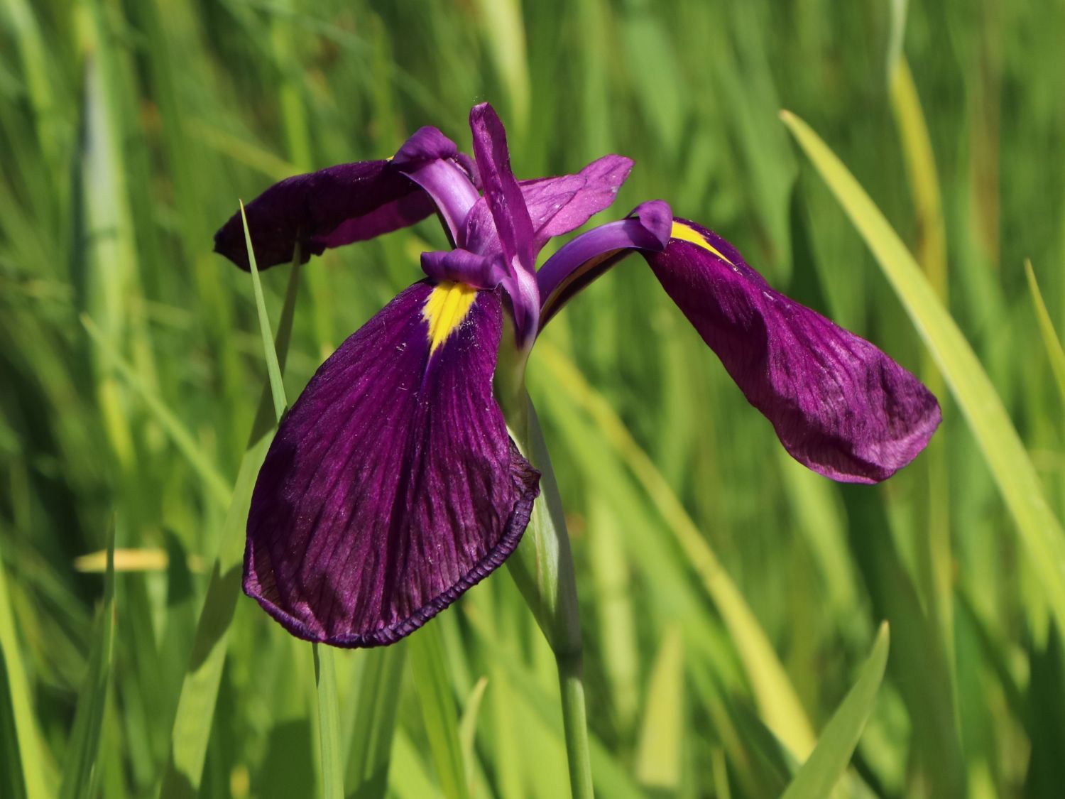 Japanische Sumpf-Schwertlilie - Iris ensata