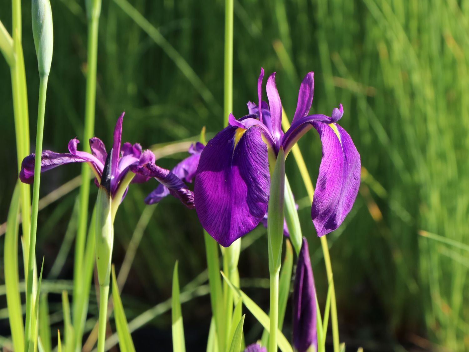 Japanische Sumpf-Schwertlilie - Iris ensata
