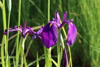 Japanische Sumpf-Schwertlilie - Iris ensata