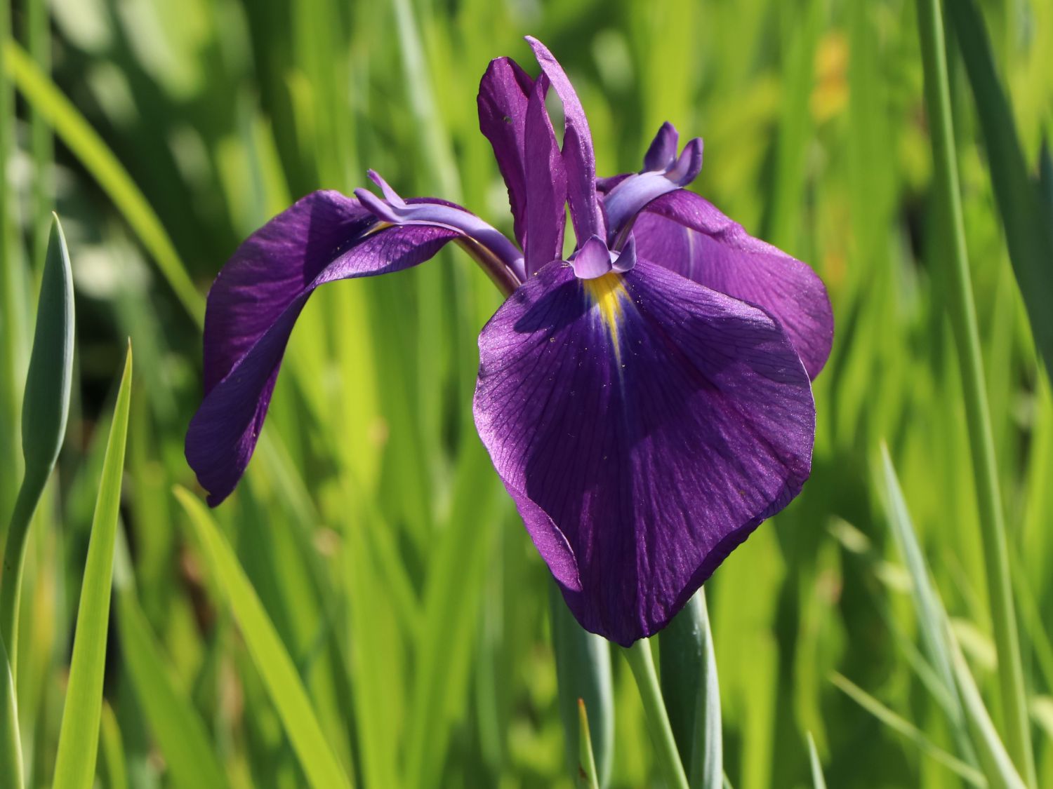 Japanische Sumpf-Schwertlilie - Iris ensata