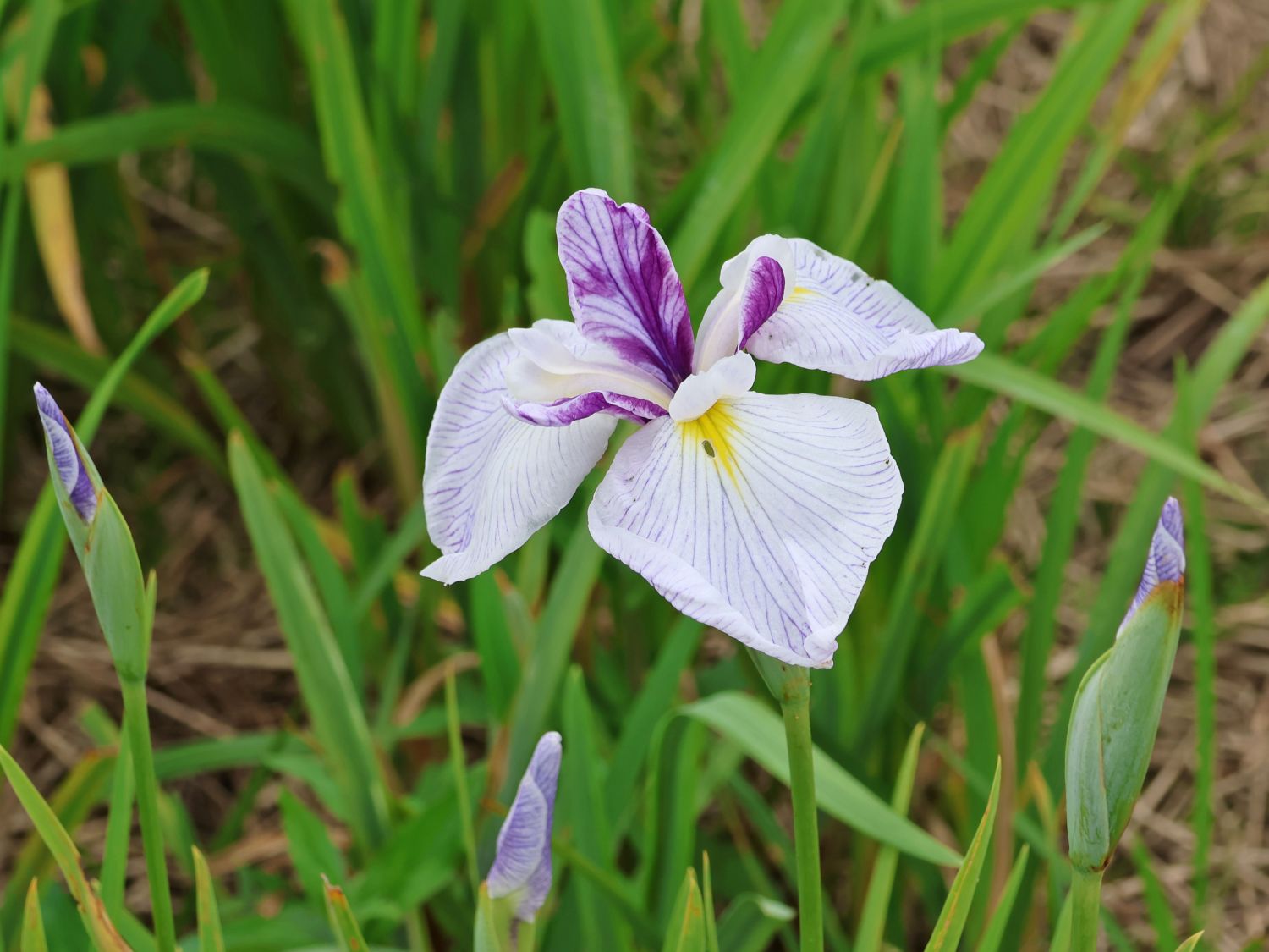 Japanische Sumpf-Schwertlilie 'Queen's Tiara' - Iris ensata 'Queen's Tiara'