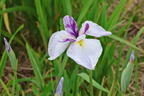 Japanische Sumpf-Schwertlilie 'Queen's Tiara' - Iris ensata 'Queen's Tiara'