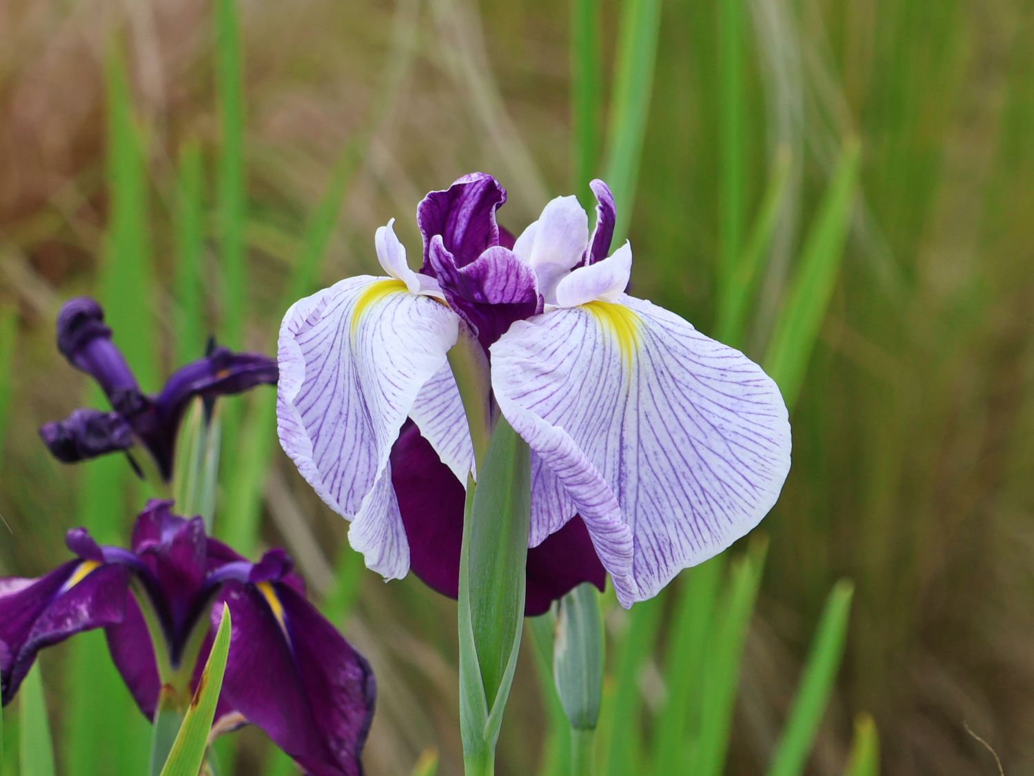 Japanische Sumpf-Schwertlilie 'Queen's Tiara' - Iris ensata 'Queen's Tiara'