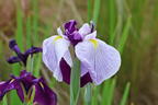 Japanische Sumpf-Schwertlilie 'Queen's Tiara' - Iris ensata 'Queen's Tiara'