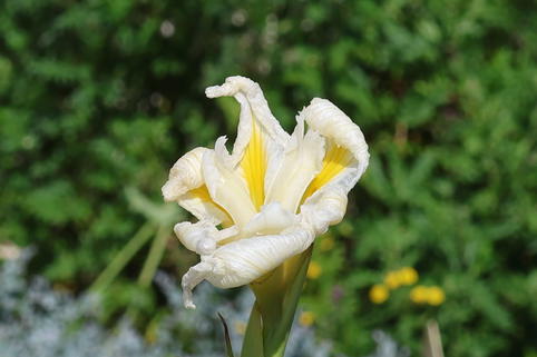 Japanische Sumpf-Schwertlilie 'White Ladies' - Iris ensata 'White Ladies'