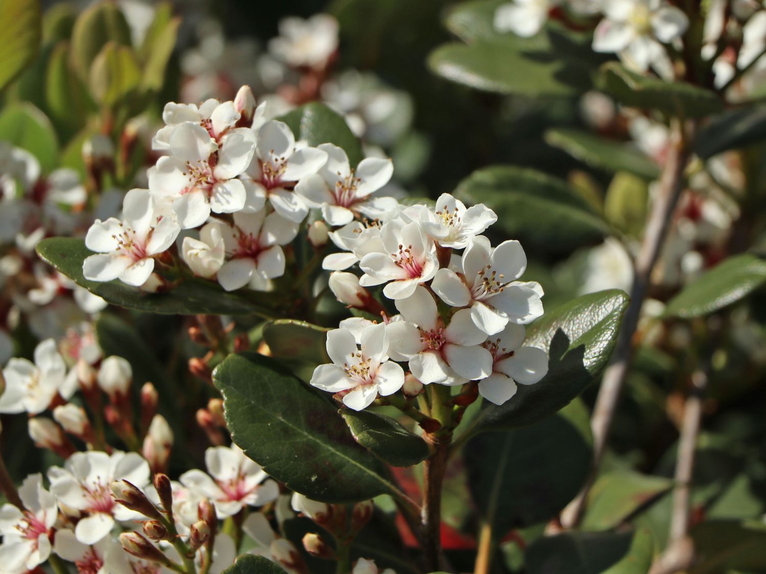 Rhaphiolepis (Rhaphiolepis)