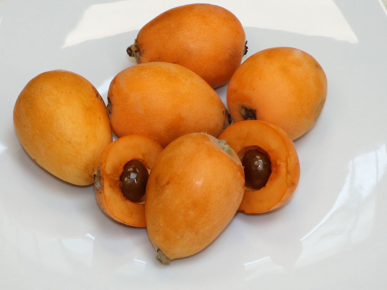 Japanische Wollmispel - Eriobotrya japonica