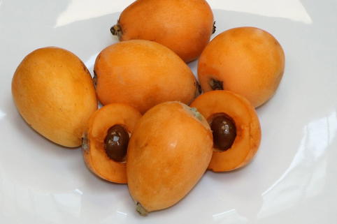 Japanische Wollmispel - Eriobotrya japonica
