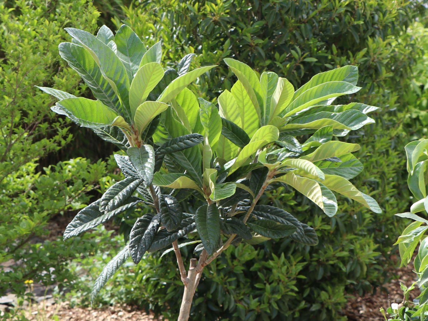 Japanische Wollmispel - Eriobotrya japonica