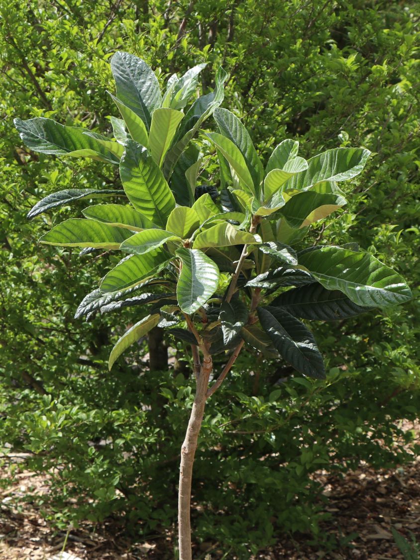 Japanische Wollmispel - Eriobotrya japonica