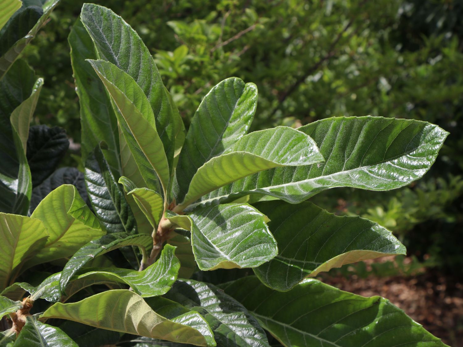 Japanische Wollmispel - Eriobotrya japonica
