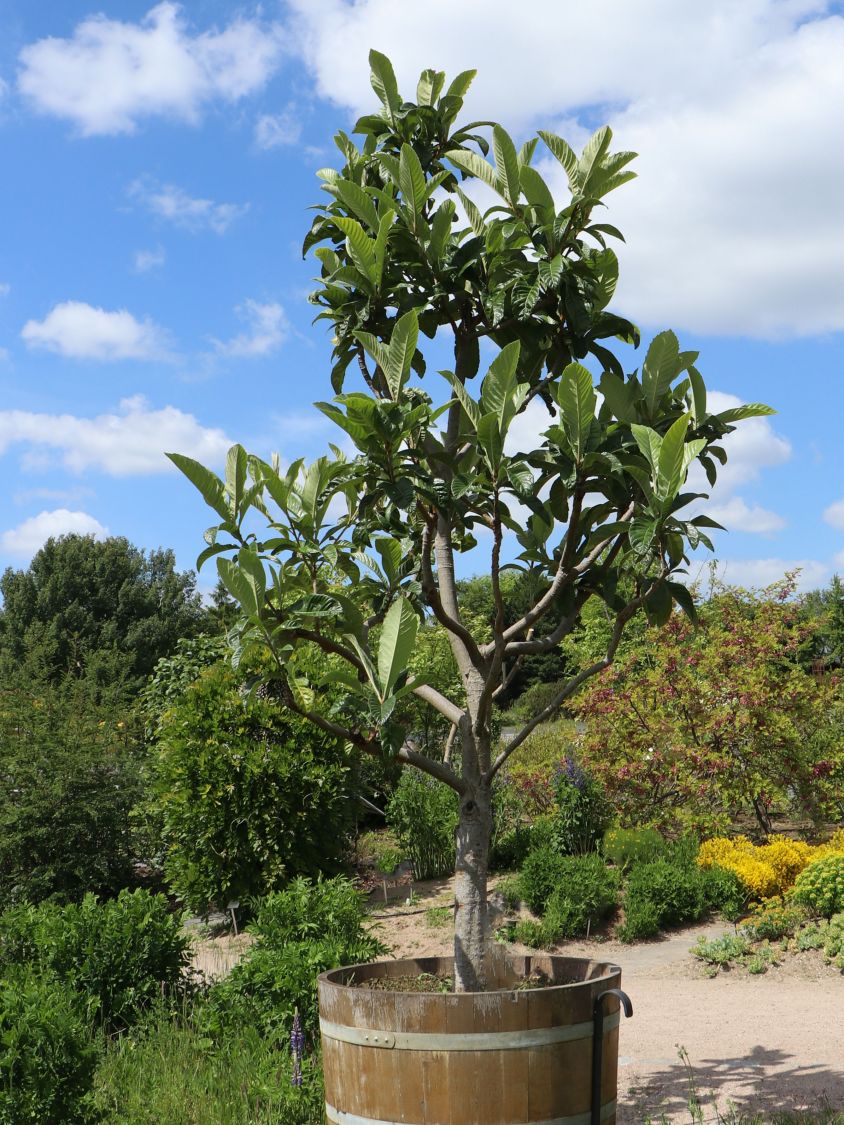 Japanische Wollmispel - Eriobotrya japonica