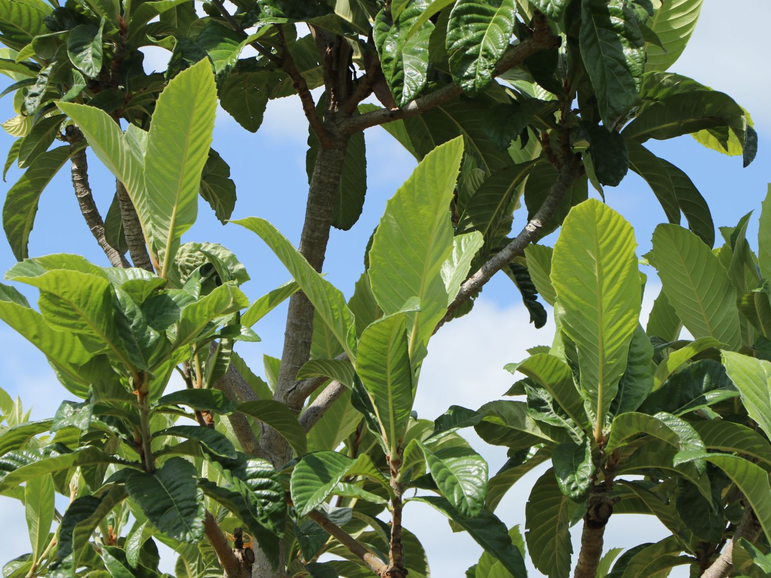 Japanische Wollmispel - Eriobotrya japonica