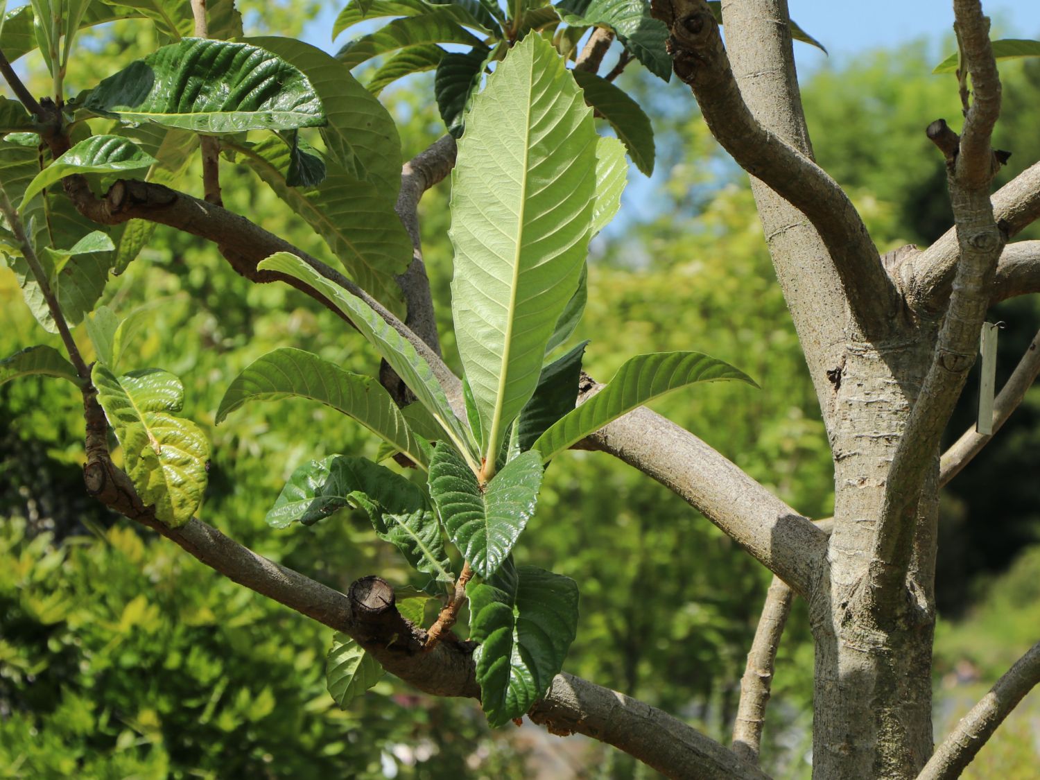 Japanische Wollmispel - Eriobotrya japonica