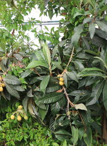 Wollmispeln (Eriobotrya)