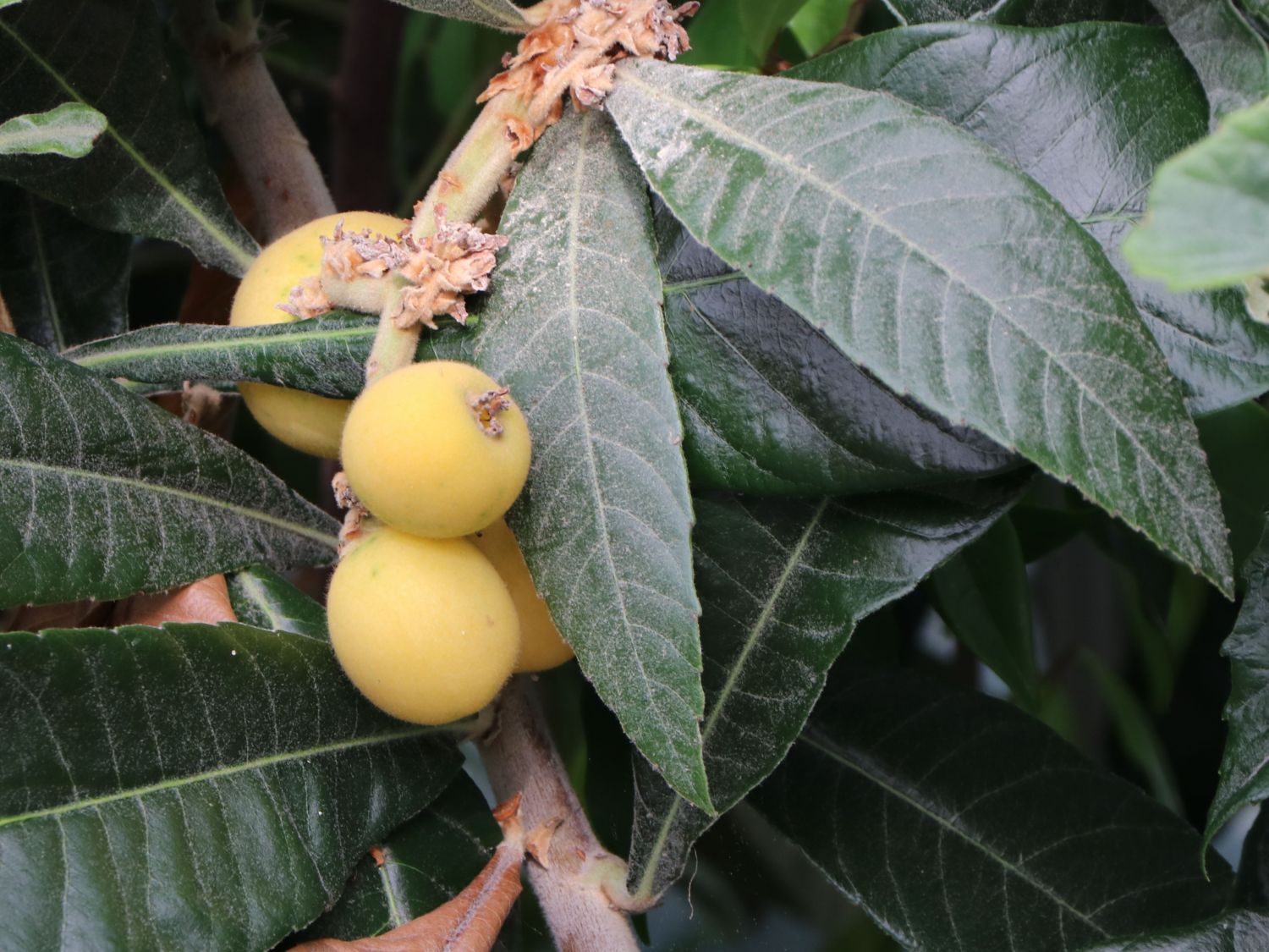Japanische Wollmispel - Eriobotrya japonica