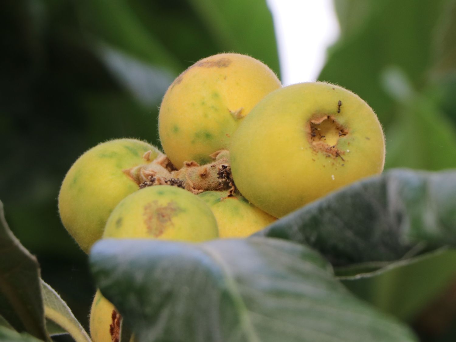 Japanische Wollmispel - Eriobotrya japonica