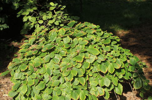 Japanische Zaubernuss 'Pendula' - Hamamelis japonica 'Pendula'