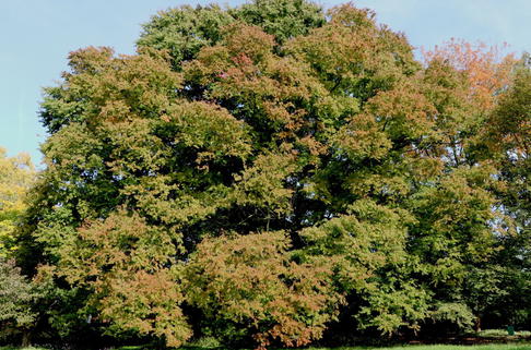 Japanische Zelkove - Zelkova serrata
