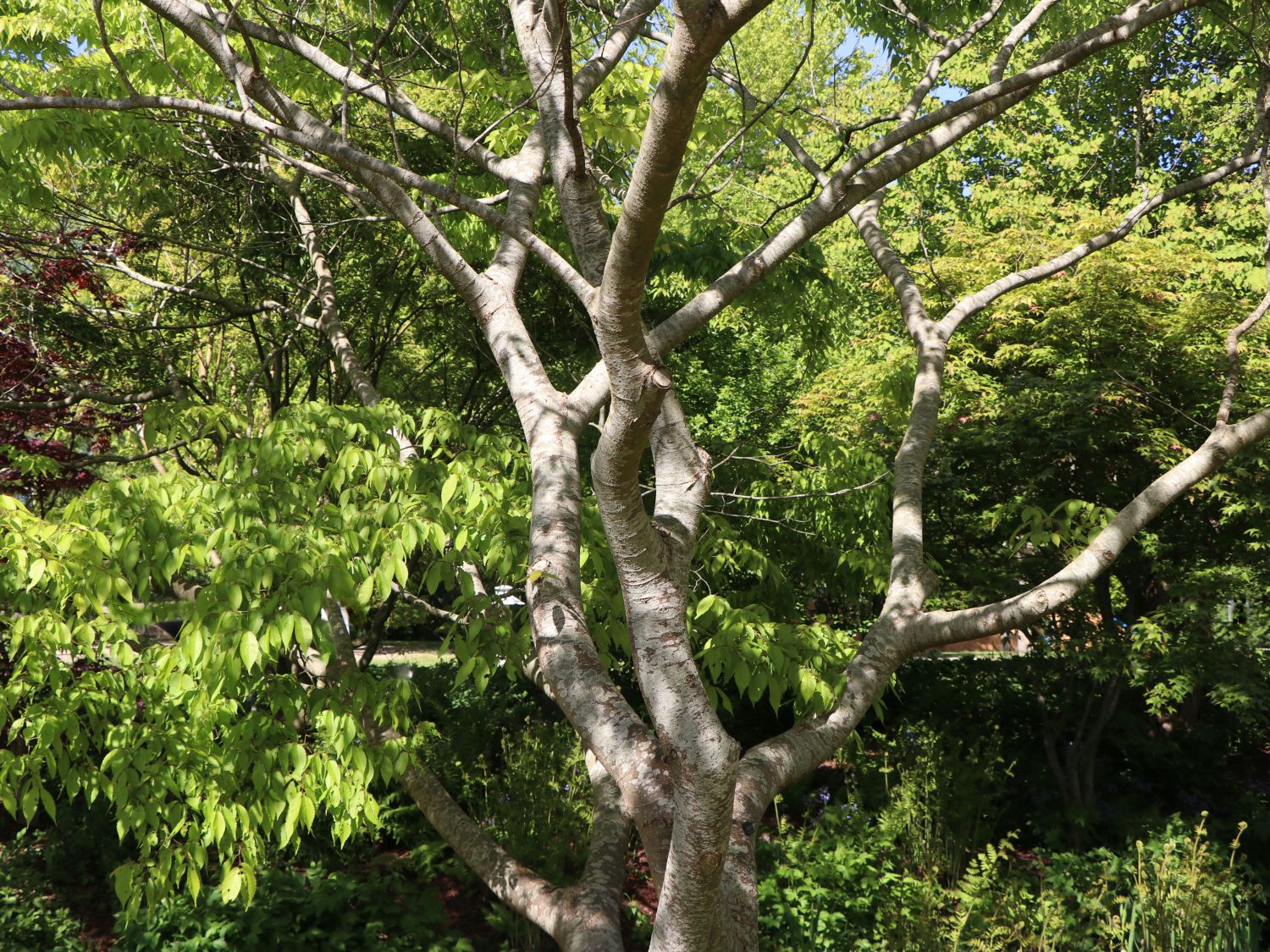 Japanische Zelkove Zelkova serrata Baumschule Horstmann