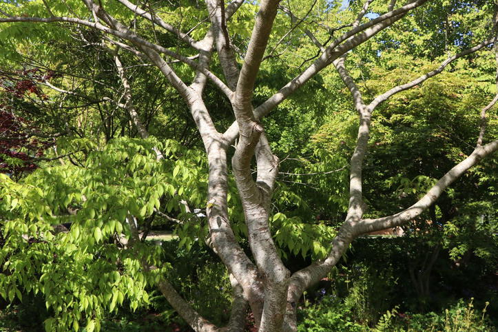 Japanische Zelkove Zelkova serrata Baumschule Horstmann