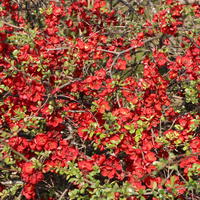 Japanische Zierquitte / Niedrige Scheinquitte - Chaenomeles japonica
