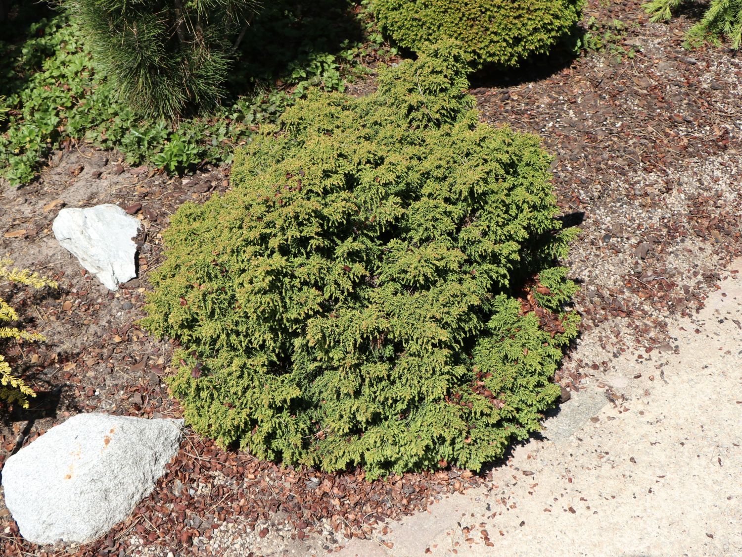 Japanische Zwerg-Sicheltanne 'Yokohama'