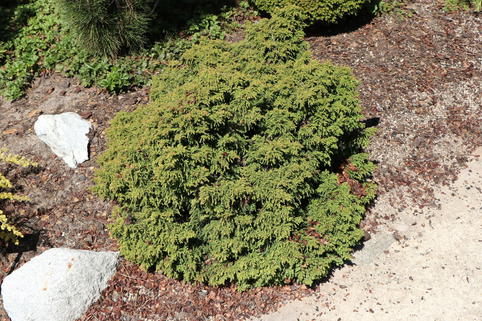Japanische Zwerg-Sicheltanne 'Yokohama' - Cryptomeria japonica 'Yokohama'