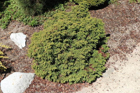 Japanische Zwerg-Sicheltanne 'Yokohama' - Cryptomeria japonica 'Yokohama'