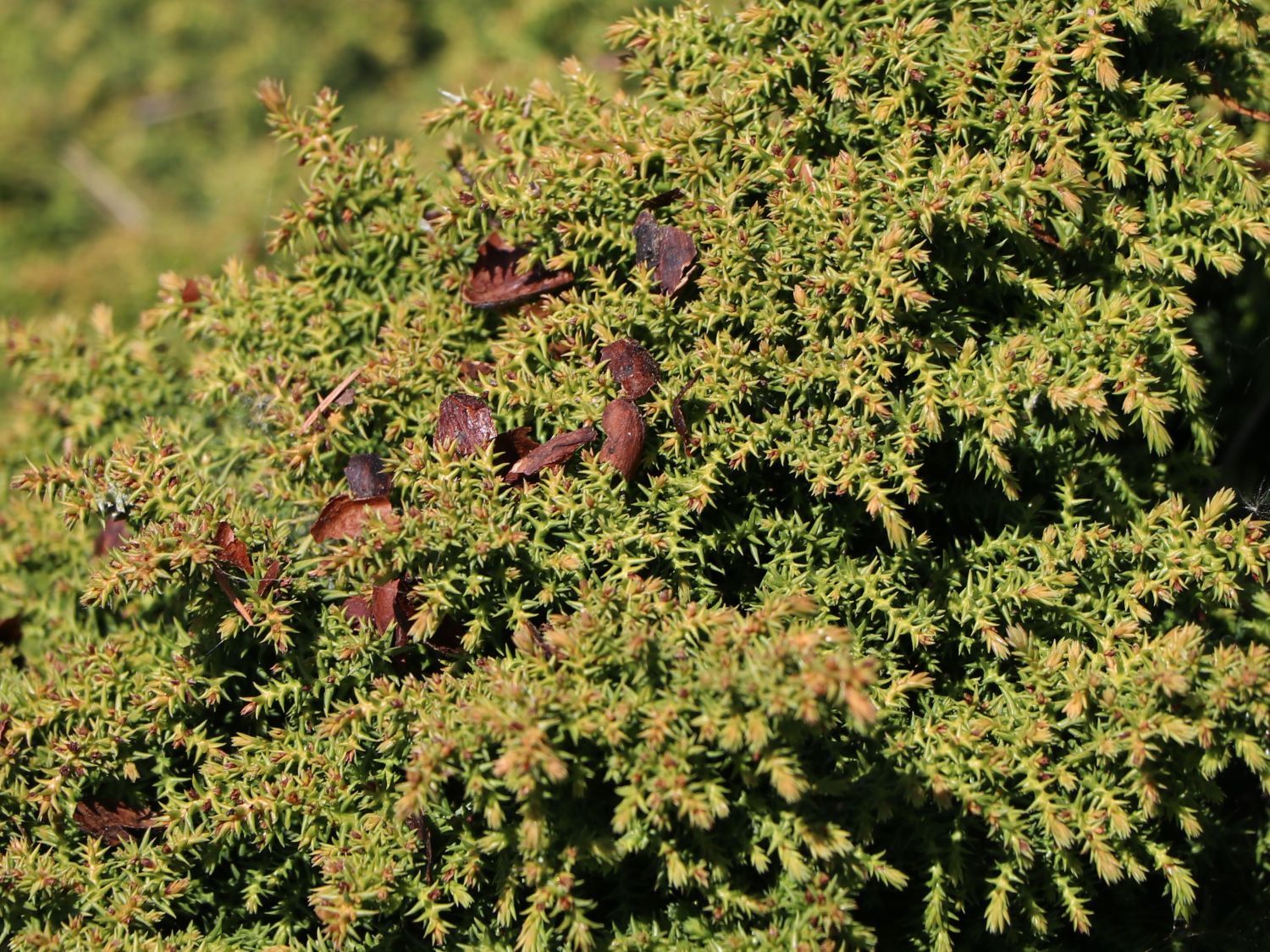 Japanische Zwerg-Sicheltanne 'Yokohama' - Cryptomeria japonica 'Yokohama'