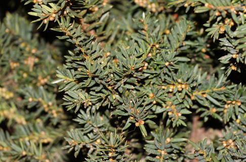 Japanische Zwergeibe 'Nana' - Taxus cuspidata 'Nana'