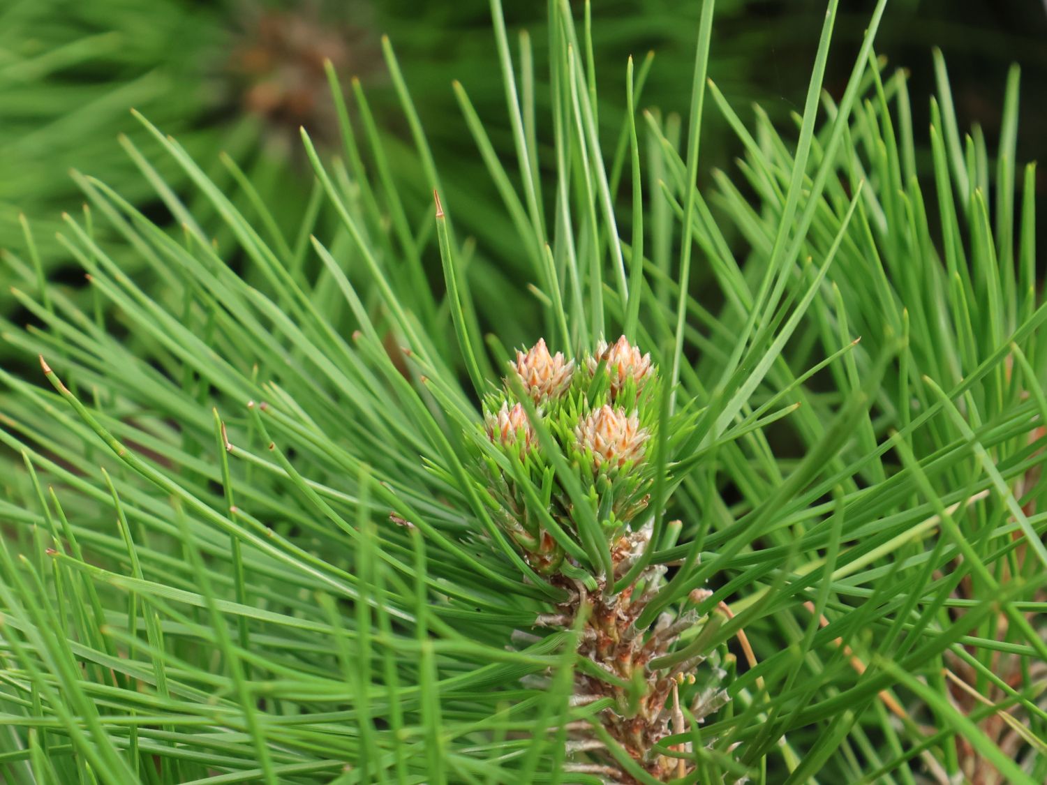 Japanische Zwergrotkiefer 'Low Glow' - Pinus densiflora 'Low Glow'