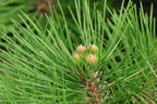 Japanische Zwergrotkiefer 'Low Glow' - Pinus densiflora 'Low Glow'
