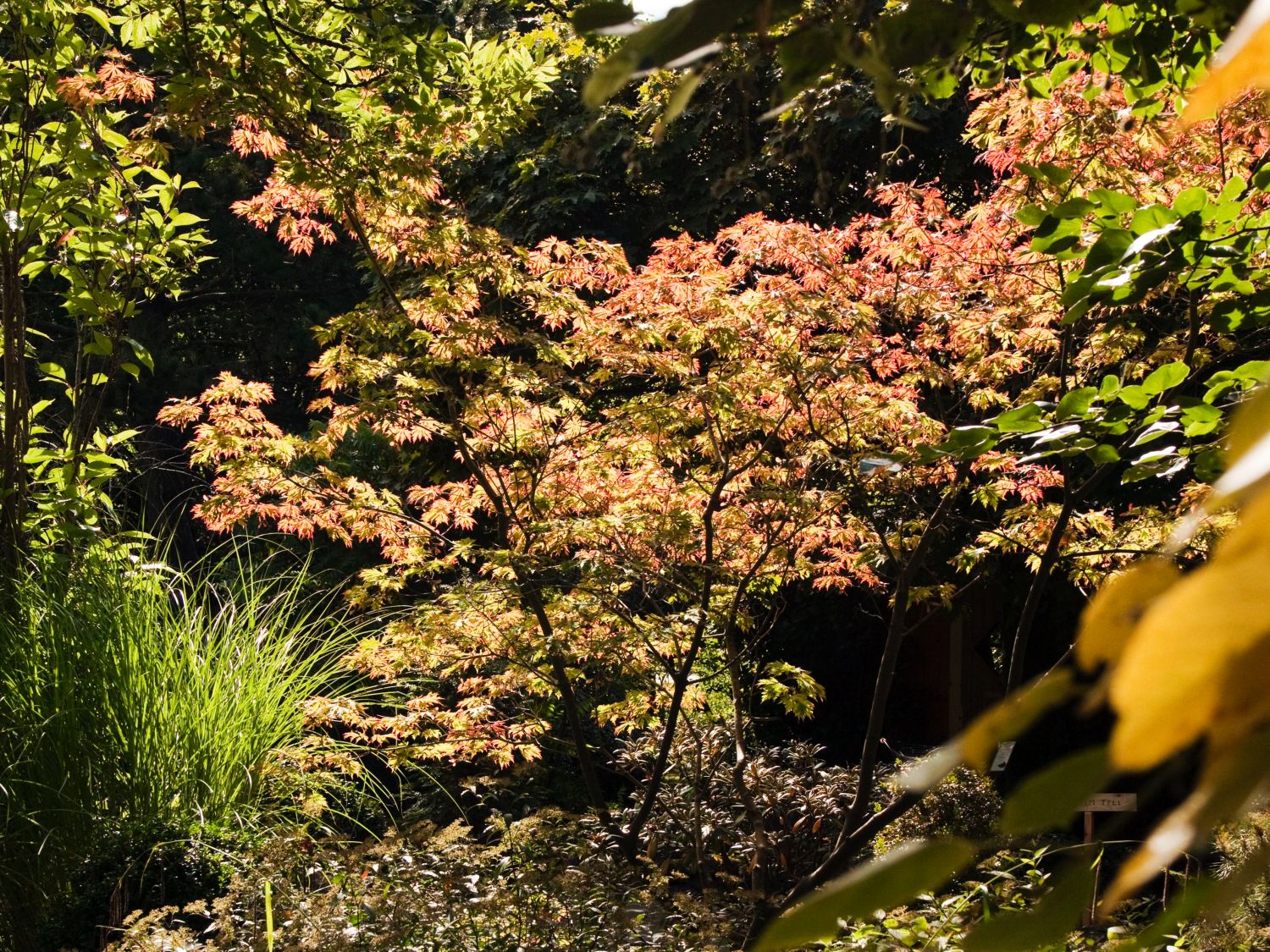 Seifenbaumartige (Sapindales)