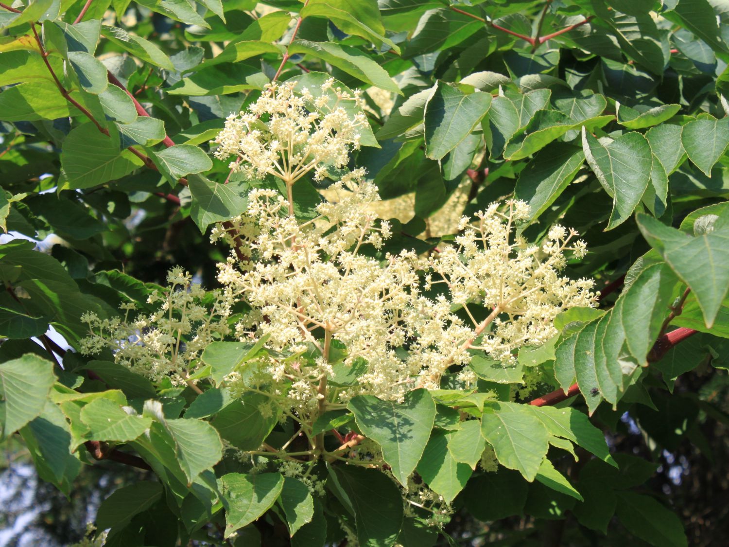 Aralia (Aralia)