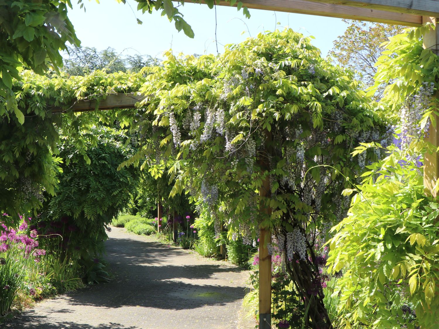 Blauregen 'Blue Dream' - Wisteria 'Blue Dream' - Baumschule Horstmann